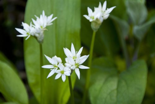 Wildpluk wandeling